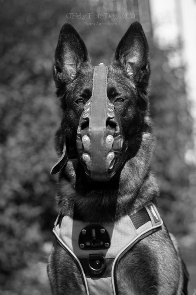 photo noir et blanc, représentant un chien de sécurité muselé