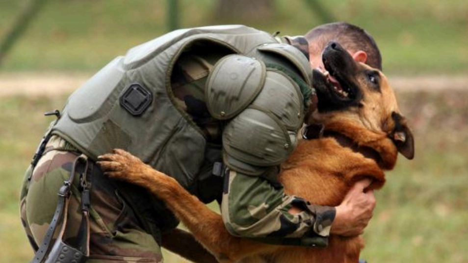 Image représentation un agent de sécurité et son berger allemand en train de se faire un calin